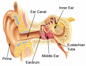 Ear structures
